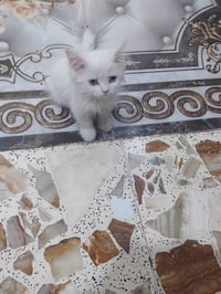 للبيع • متفرقات