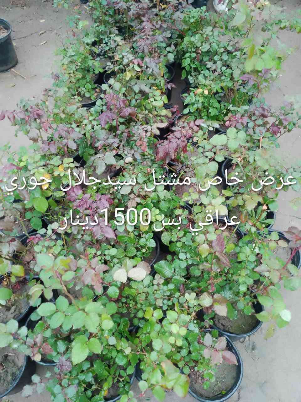 عرض العيد من مشتل سيدجلال


**إذا كنت صاحب هذا الإعلان وتريد حذفه لأي سبب، رجاءا أرسل رسالة إلى الدعم الفني**