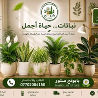بابونج ستور • الموصل • نباتات ظلية وخارجية