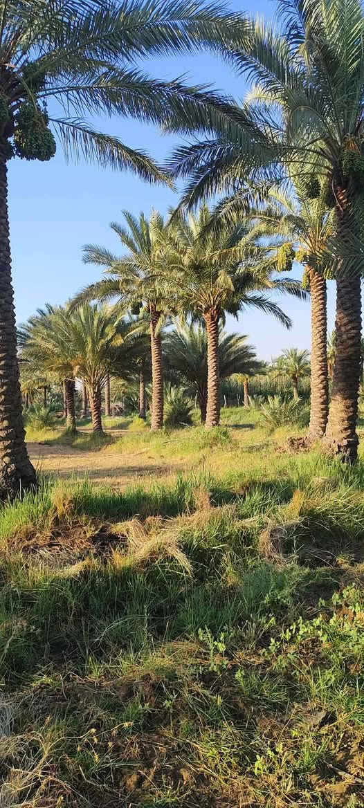 يعلن مكتب الكرعاوي اللعقار أرض زراعي سند25 بستان ٢٠٠ نخله مع بيت المساحه ٨ دونم العنوان سدر دغاره يم سكة القطار تصال على رقم ***********
