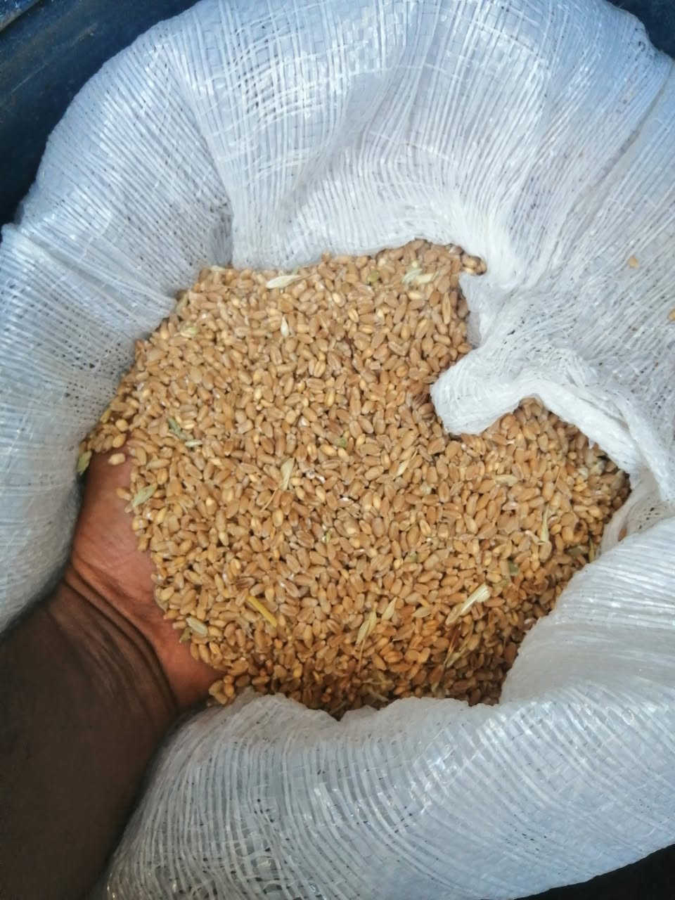 حنطة درجة أولى تريدها طشاش علف دجاج غنم ابقار بلاش الطن 425 الف


**إذا كنت صاحب هذا الإعلان وتريد حذفه لأي سبب، رجاءا أرسل رسالة إلى الدعم الفني**