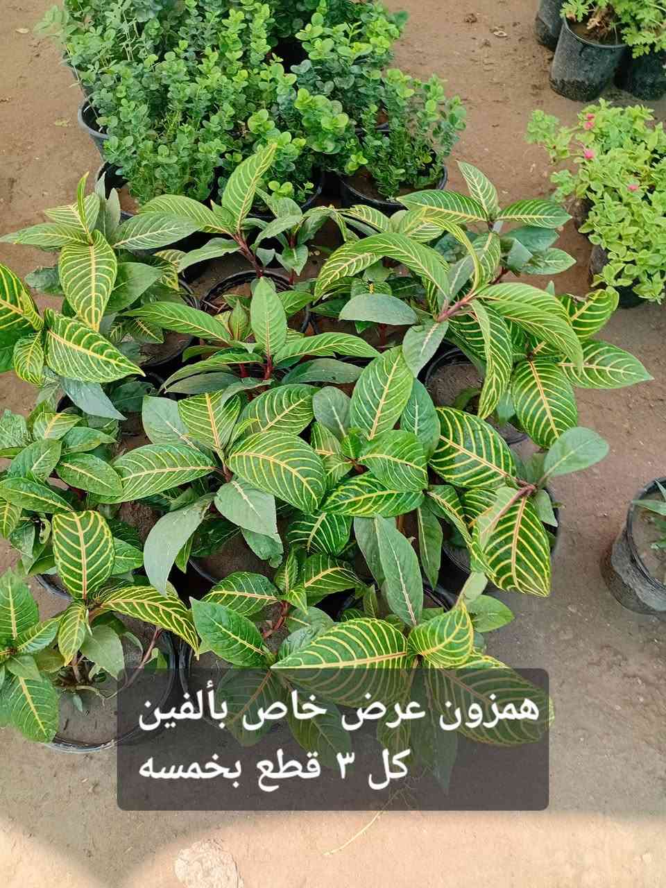 مشتل جنى على شارع العام مقابل جامعه الكوت ويوجد لدينا خدمة توصيل


**إذا كنت صاحب هذا الإعلان وتريد حذفه لأي سبب، رجاءا أرسل رسالة إلى الدعم الفني**