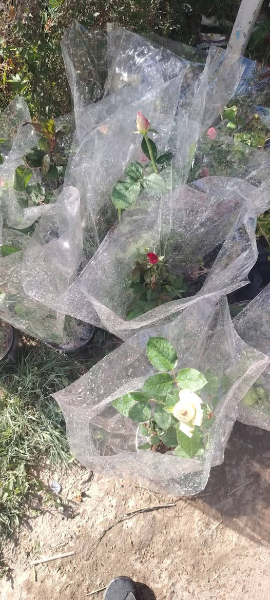 السلام عليكم يتوفر لدينا انواع الشتل الورد الجوري والورد الجهنمي والورد الياسمين وانواع المتسلق والورد الراسقي والورد شوك البحر انواع اشجار الفاكه عنوان المشتل واسط قضاء الاحرار الحسينيه بصف موكب المختار صف علوان ابو دهن مقابل عباس ناصريه


**إذا كنت صاحب هذا الإعلان وتريد حذفه لأي سبب، رجاءا أرسل رسالة إلى الدعم الفني**