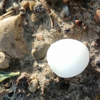 حجر الماس • سداسي