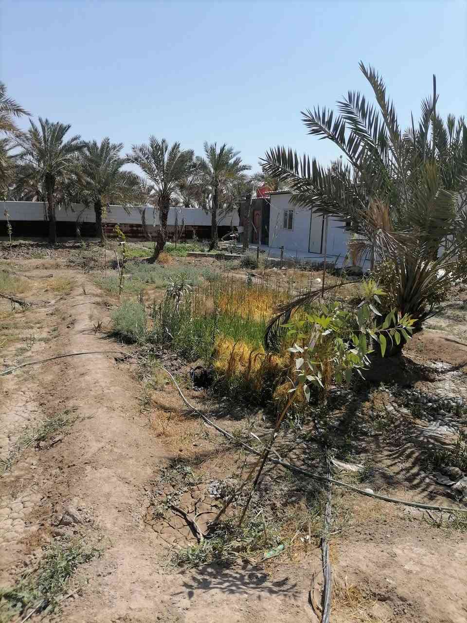 دونم طابوزراعي وطابو عراقي للبيع ادونم مزروع برحي وشجار وبي حوض ماي حلو وعلى شط مباشر كافت الخدمات للاستفسار الاتصال على الرقم *********** مكان كلش حلو ومرتب ابوالخصيب طريق ابوكوصرا يم سنتر طه وسعر على الخاص جدن مناسب
