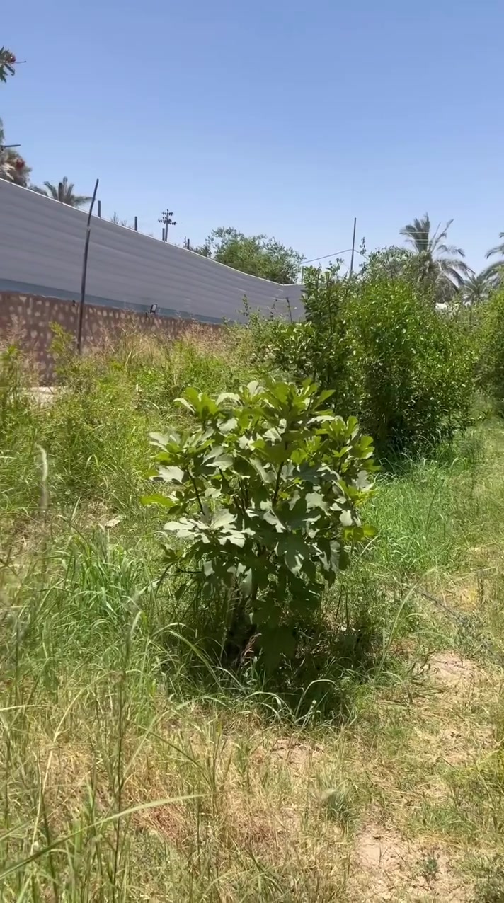 السلام عليكم مزرعه للبيع 
المساحة نصف دونم ١٣٥٠ م الموقع  ع شط الكوفة شارع الشاليهات و المسبح الهولندي  مزرعه موضحة كدامكم اي تفاصيل ثانية اتواصلو وياي ع خاص المزرعه طابو زراعي سند ٢٥ ملك صرف تحويل مباشر المزرعه يحتاجلة ترتيب شويه و اتصير شالية


**إذا كنت صاحب هذا الإعلان وتريد حذفه لأي سبب، رجاءا أرسل رسالة إلى الدعم الفني**
