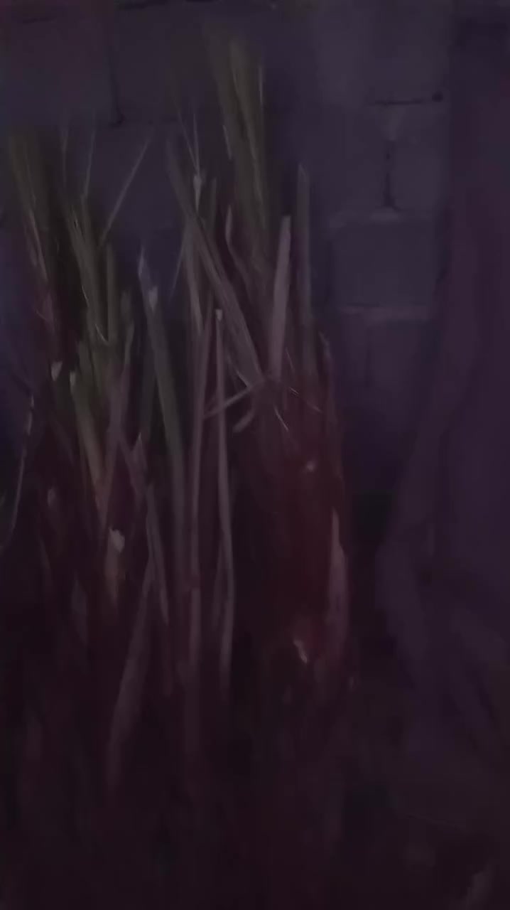 سلام عليكم يوجد فسلان نخل مكتوم درجه اولئ ويوجد زهدي ويوجد خستاوي حر ويوجد خظراوي ويوجد طبرزل ويوجد ام ارمان ويوجد جوزيه يوجد برحيه يوجد زهدي يوجد صلطاني يوجد جبجاب يوجد شكره يوجد بربن***********
