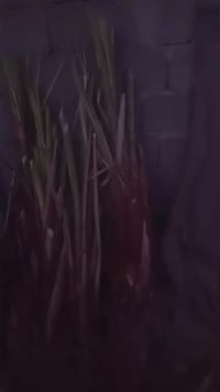 يوجد فسلان نخل مكتوم درجه اولئ ويوجد زهدي ويوجد خستاوي حر ويوجد خظراوي...