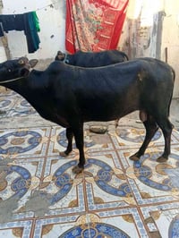 عجل مكان بغداد بلحسينيه مال الراشديه   السعر 850 وبيهن مجال 0770542881...