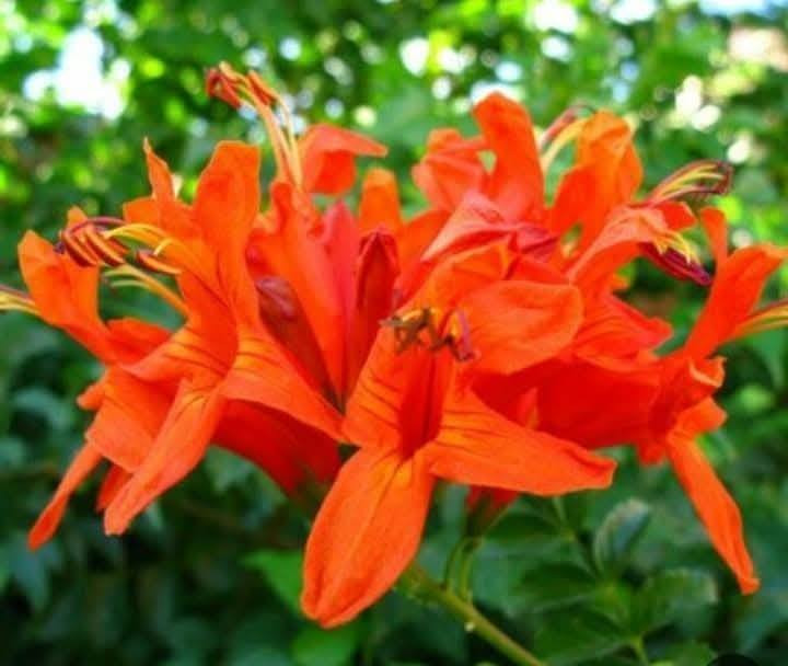 توفر في مشتل الريان
متسلق المرجان وبأنسب الأسعار


**إذا كنت صاحب هذا الإعلان وتريد حذفه لأي سبب، رجاءا أرسل رسالة إلى الدعم الفني**