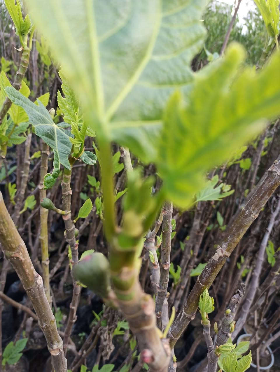 متوفر لأن 
أشجار التين من افضل أنواع 
الحجز والاستفسار الاتصال او مراسلة الصفحة 
يوجد لدينا خدمة توصيل لكافة احياء مدينة الموصل 
***********
