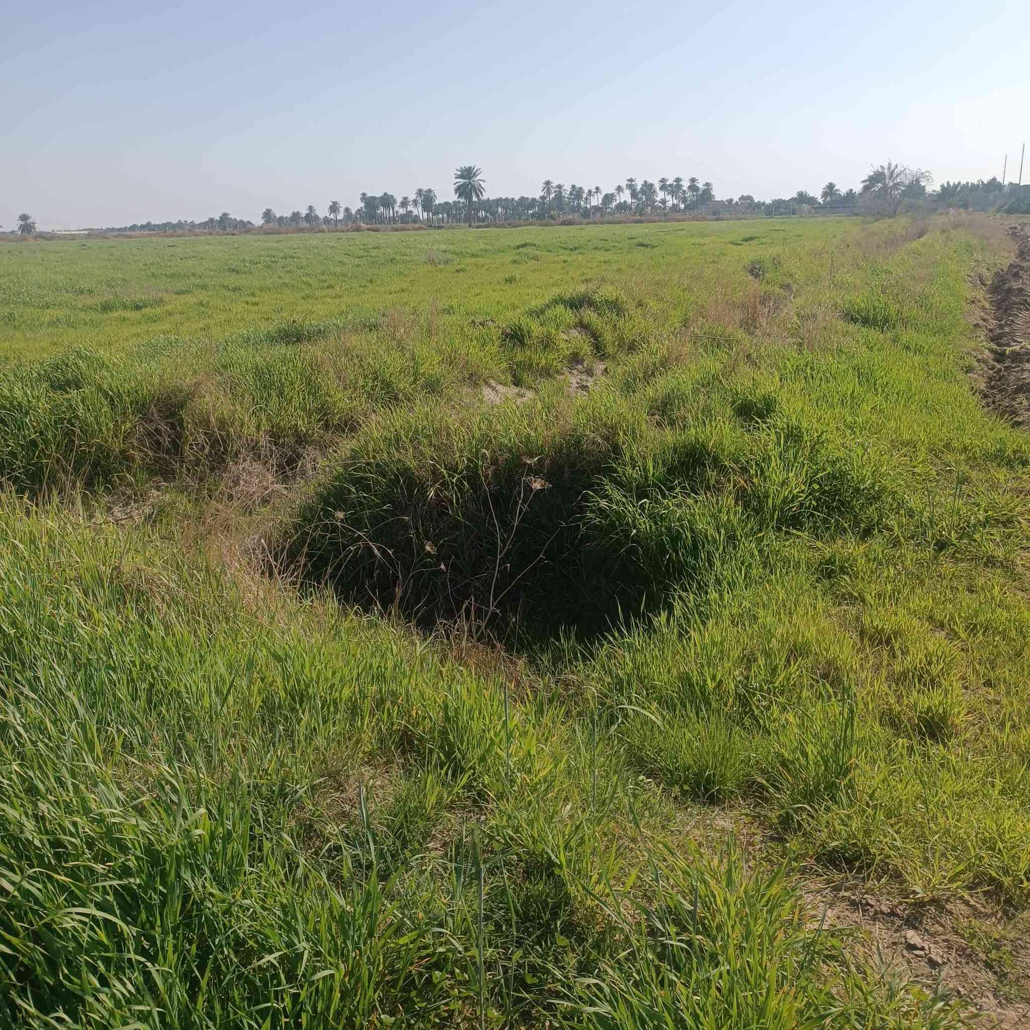 السلام عليكم
جاير وادغال للبيع 
المساحة 250دونم ع الشط الغراف 
يوجد بيها دار للسكن 
ماء كهرباء+تبليط مباشر عليها 
كل التفاصيل مذكوره
المكان واسط الموفقيه 
***********
***********
