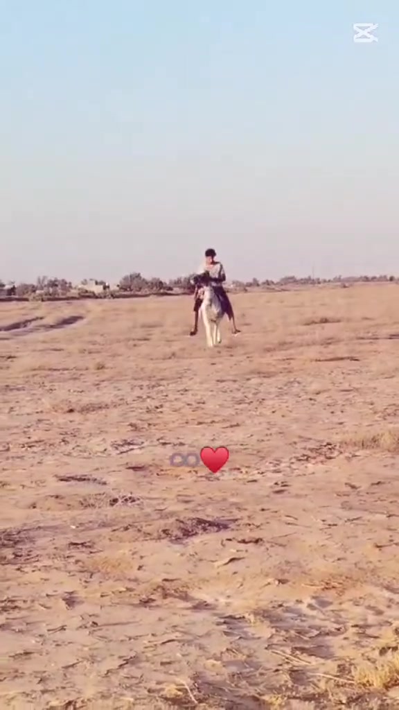 يالله الهم صلي على محمد وآل محمد مهره للبيع عشار8اشهر مكاني بابل شوملي استفسار /***********
