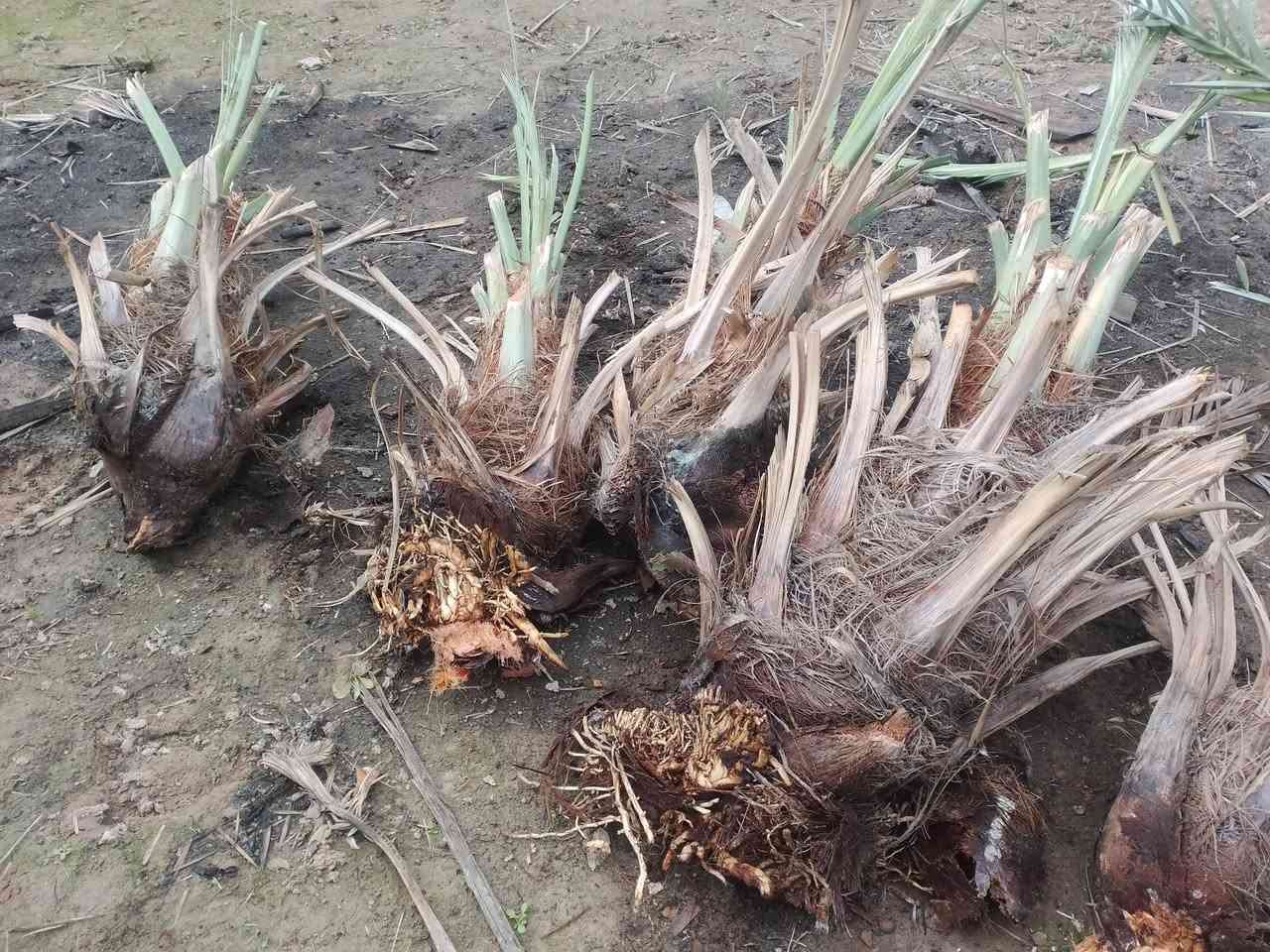 السلام عليكم
يوجد فسائل نخيل شويثي اصفر مشلوع وكامل اكو ب 7 الف واكو ب ٥الف وبي مجال السعر
