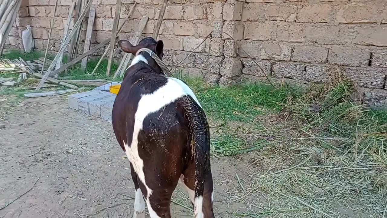 السلام عليكم
حوليه جنس فريزي الأصلي
شرط اجل وشرب ونصاحه 
حلوه مال جنيه حوليه صوره وصوت
م. صلاح الدين. الشرقاط . الخضرنيه 
***********
يوجد توصيل
