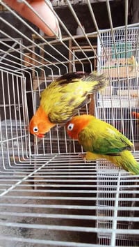 كرين ايونج • جاهز للتزاوج • الزعفرانيه