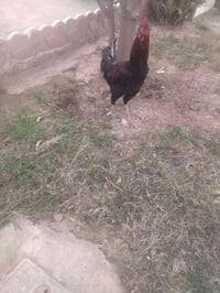 ديك مضرب • الكيلوات • قريه البوري