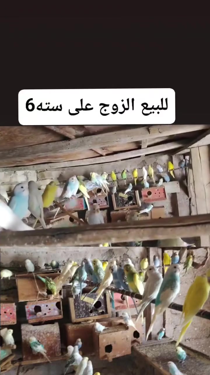 للبيع العدد 20 طير الزوج على سته6
***********
