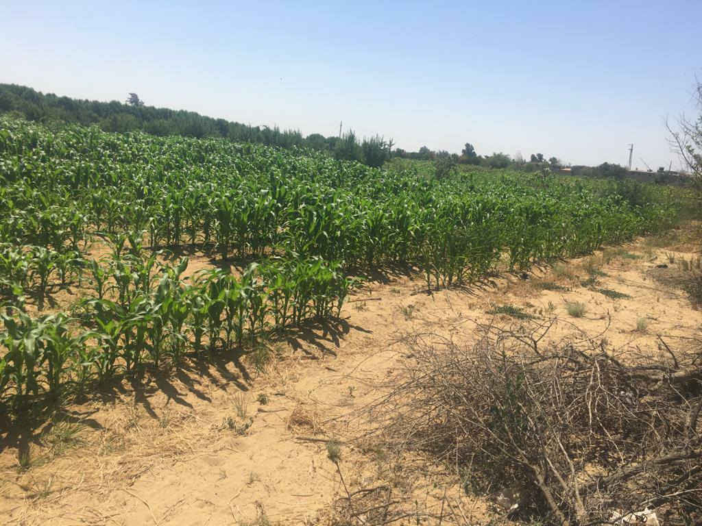 #للبيع_مزرعة_نموذجية_بطريق_القاهرة_الاسكندرية
الموقع جانبى طريق القاهرة الإسكندرية الصحراوي 
#إجمالي المساحة ٣٥.٥٠ فدان
 مزروعه مانجو ويوسفي وزيتون
مساحات الزراعات كالتالي
١٤ فدان مانجو انواع مختلفه
١٠ فدان زيتون انواع مختلفه
٧ فدان يوسفي
#عشر أحصنة سلالات عربى اصيل ومعهم شهادة ميلاد الخاصة بهم
باقى المساحات زراعات أكل للاحصنة
المنشآت 
#اسطبل خيل مساحته ٥٠٠ متر مربع
#اسطبل خيل مساحته ١٠٠٠ متر مربع
#عنبر تربيه مواشي مساحته ٣٥٠ متر
#عنبر تربيه مواشي مساحته ٢٠٠ متر
٣ مخازن مساحه المخزن ٦٠ متر
٣ سكن عمال مساحه المنزل ١٥٠ متر
#مقام عليها فيلا ٣ ادوار علي مساحه ٣٠٠ متر 
بها محطه تحليه مياه
بها اتنين بئر مياه
بها مولد كهرباء 
بها مخزنين للعلف والتبن
بها سكن للعمال
عقد ازرق مسجل من ٣١ سنه
#للاستعلام
01201021501


**إذا كنت صاحب هذا الإعلان وتريد حذفه لأي سبب، رجاءا أرسل رسالة إلى الدعم الفني**