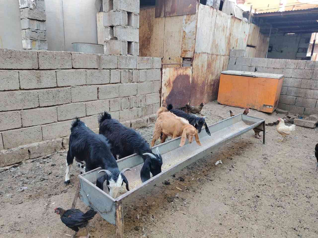 جدايه للبيع عدد 4 فحله
شرط الصحه والنظافه
سعر الزوج 400 وبيهن مجال قليل للشراي
***********
