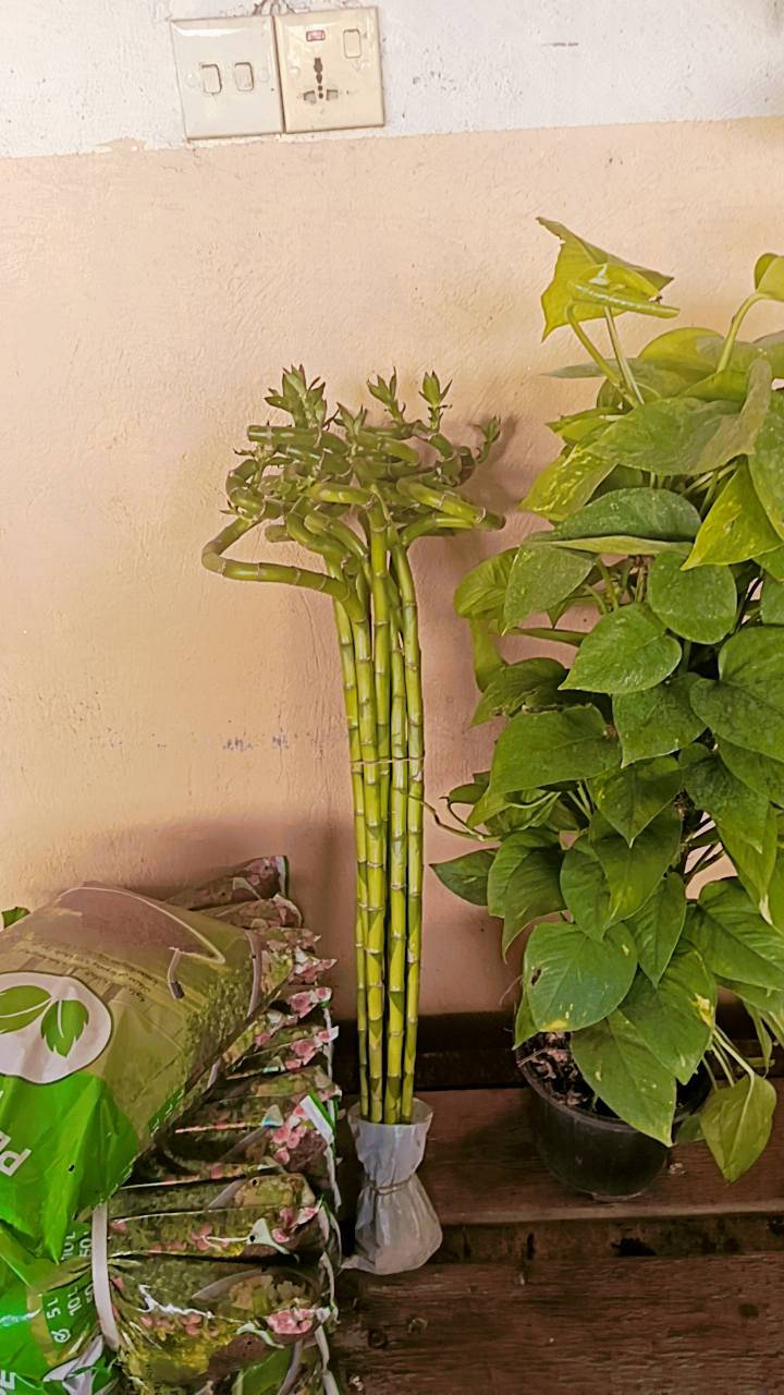 السلام عليكم
مشتل سيد حسين قرب جسر الصويره 
يوجد كافت انواع الأشجار الحمضيات والضليات والزينه 
ودايات البيتنجان والطماطه والفلفل
***********
