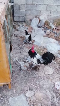 زوج فلر ألماني • نقاوة فول • التاجي