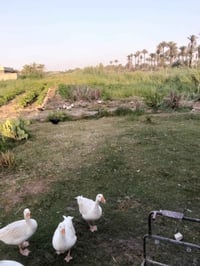 دونم ونص • مع دار • القطنيه