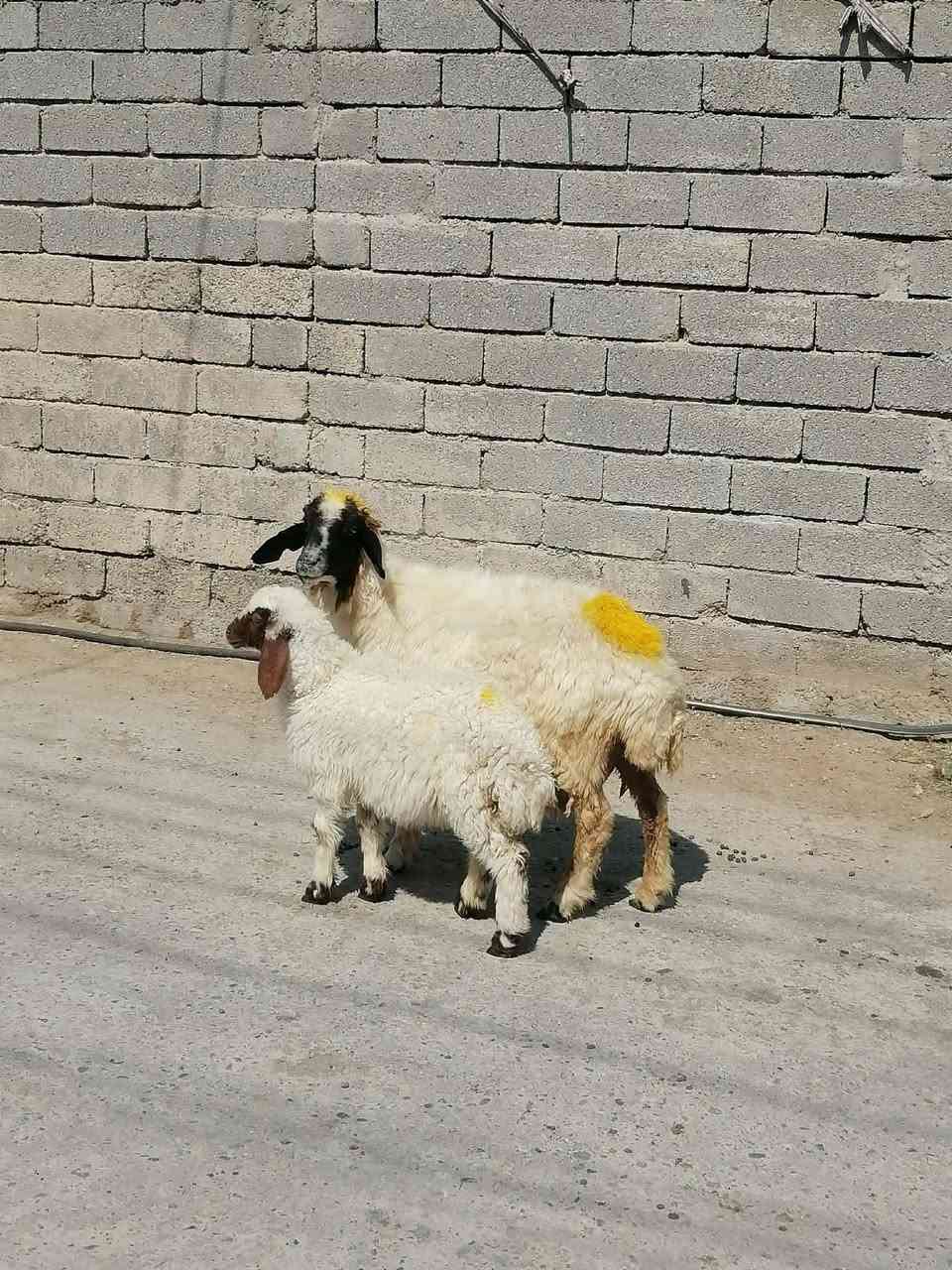 يوجد نعجه ورجينه مطفل وراها فطيمه وحانيه فوك بنته شرط النصاحه العنوان بيجي الرقم الهاتف ***********زين
