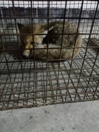 عند حصيني للبيع السعر 75 وبيها مجال ما متواجد على الفيس 07706667241