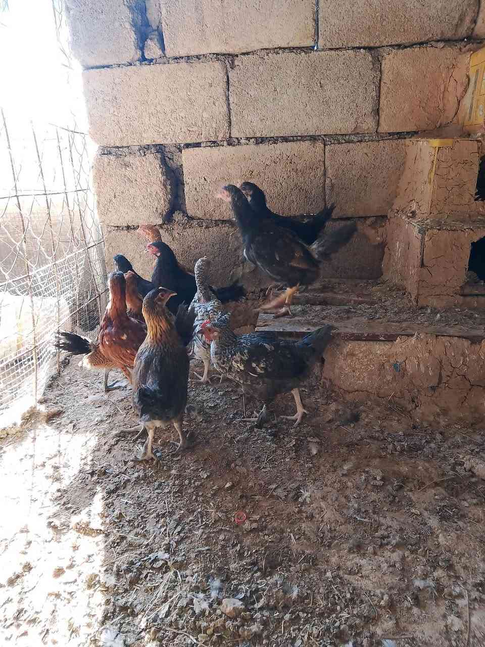 السلام عليكم عرب اصلي ديوك وفراريج (***********
