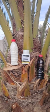 متوفر لان  منشط ومجذر  ومبيد الجميع انواع الحشرات  الموجوده في النخيل ...