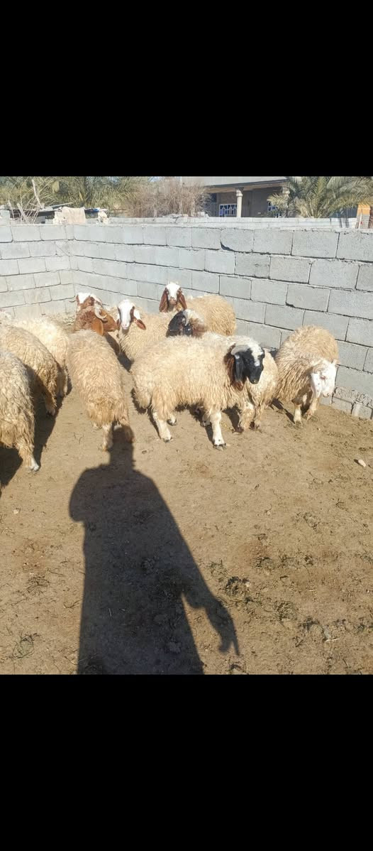 افلام صلي على محمد وال محمد متاح طليان للبيع العدد 25 طليان مال ربط خط اول كلها صادرهل شهر واحد تبيع اذا تلقى علف وين الرباطه عم يدورون مشروع زين هذا مشروع ناجح 25 طلي مال ربط يلا عيني صلوا على محمد السعر خاص مكان الحلال بغداد مشاهده.   ‏‪***********‬‏
