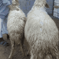 فحل • شرط الكراع • بصره زبير