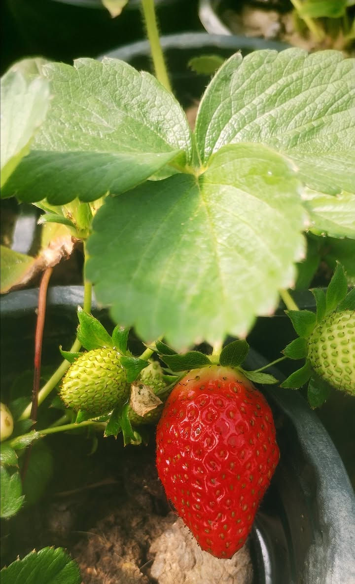 نبات فراولة مثمر وبأسعار جدا مناسبة
سندانة صغير ب٧٥٠ فقط
سندانة وسط بالف سندانة كبيرة بي شتلتين بالف ونص فقط
عنواننا خانقين بختياري الثانيا نهاية شارع العصائب واسواق صالح حمود


**إذا كنت صاحب هذا الإعلان وتريد حذفه لأي سبب، رجاءا أرسل رسالة إلى الدعم الفني**