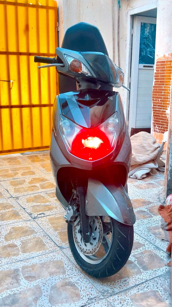 سكنس فحل مكفوله ‭***********‬
