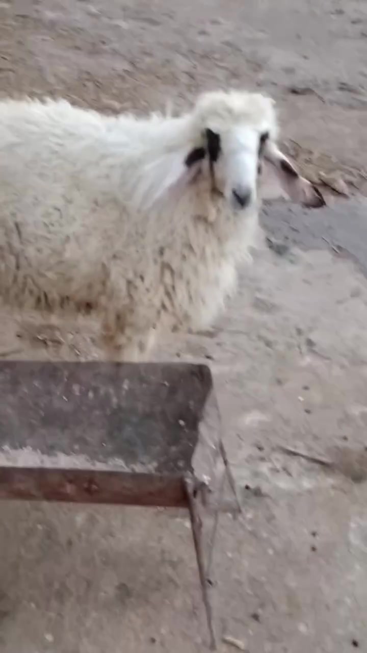 5طليان للبيع كصه وحده 2نثايه و3ذكوره طليان حلوات مال نذر الشراي بيه خير ويدلل مكان الكوت الخاجية شارع بدرة وهذا رقمي ***********
