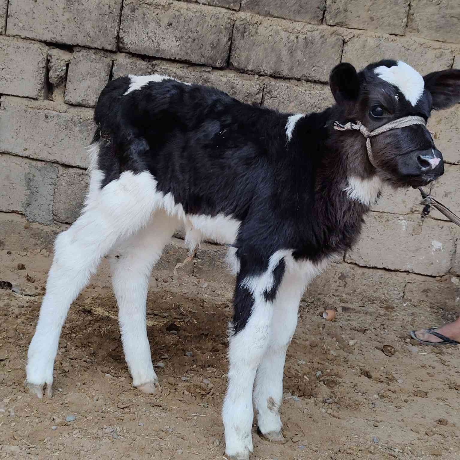 اخوان يوجد بقره حليب
وراها حوليه جنس اصليه
دابه خشنه ونضيفه خط اول مالت بيت مكفله كافت شروط 10 ايام اي عيب بيها مرجوعه وين جنايه وين اهل نضيف دابه بخت جناي
دسامه شرط حلال بخت جناي
شرقاط قريه شكرا
***********
