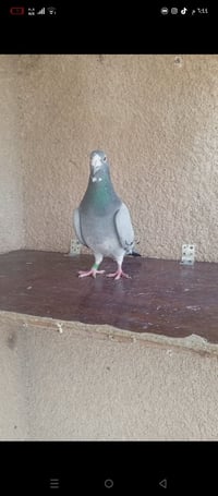 متاح تك فحل قلمين مريش رابطته 2023 واضح بل تصوير مكاني بغداد حي ؤر ام ...