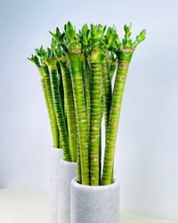 عصاة موسى • يعيش بالماء • سهل العناية