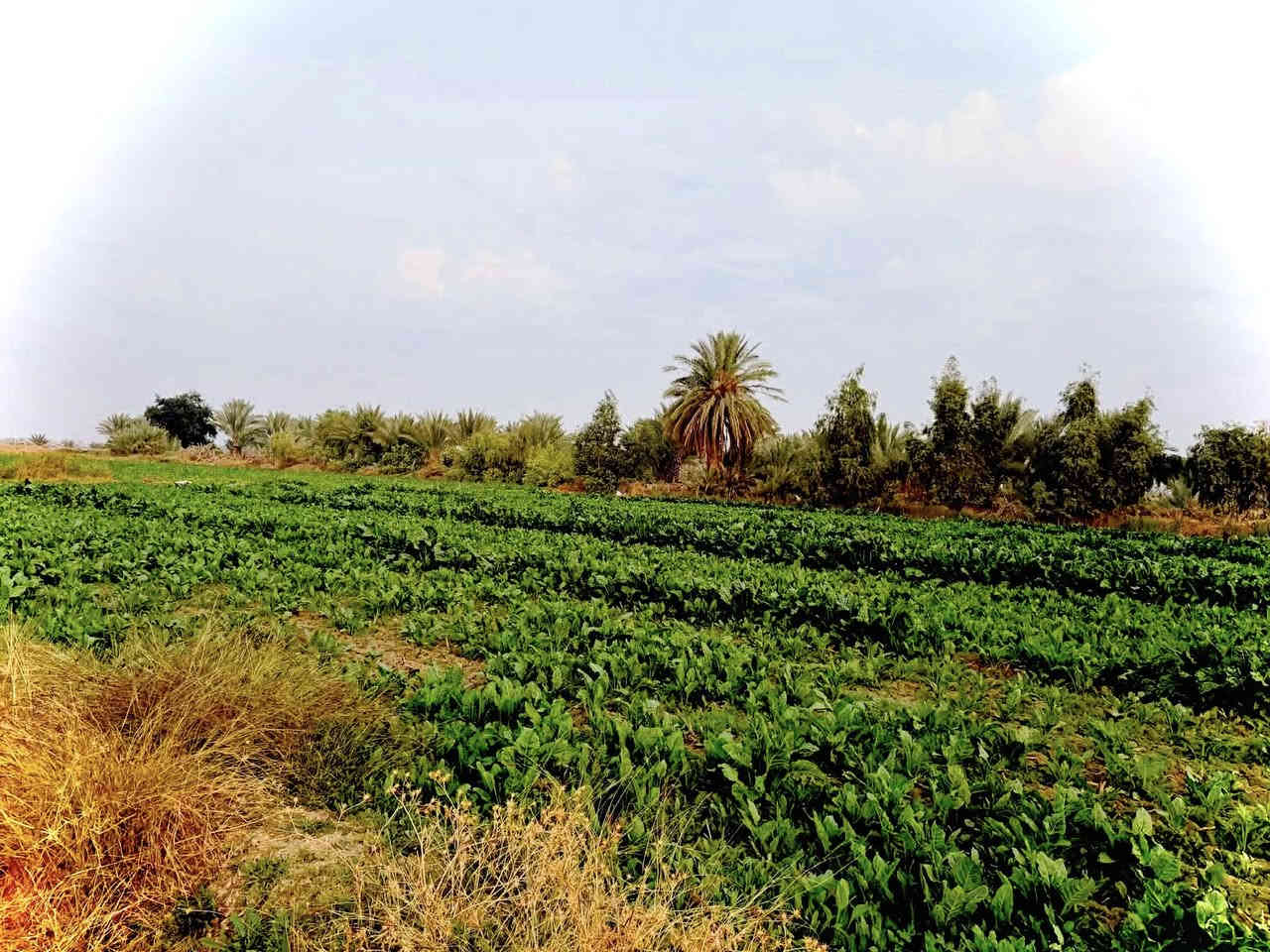 دونمين طابو زراعي سند 25
الموقع خلف جامعة بابل - نهاية ربع سعود 

الارض تصلح مزرعة للونسة وتصلح سكن 

للأستفسار الأتصال ***********
                             ***********
