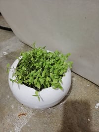 توصيل للبيت • حوض • ريحان