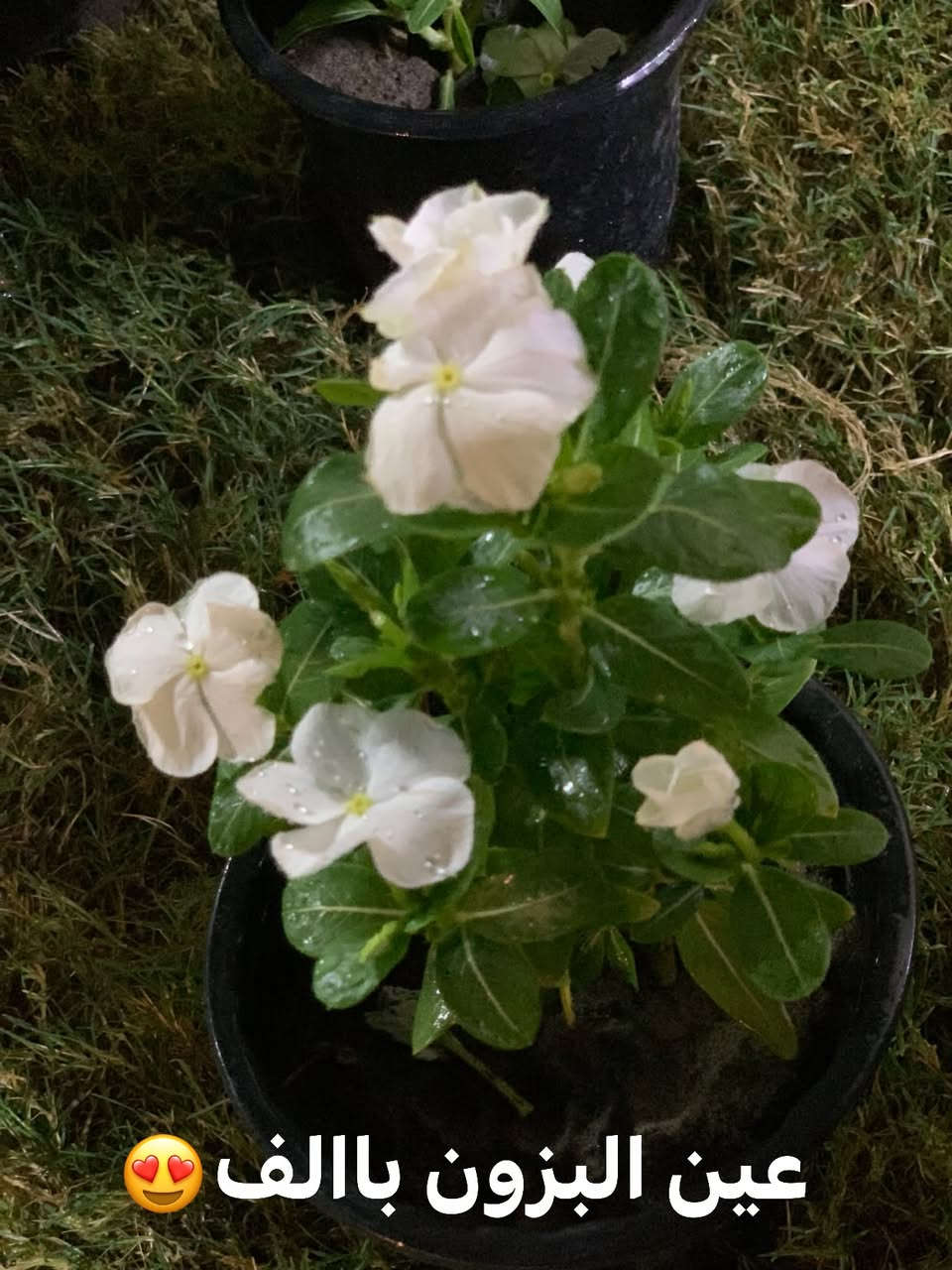 بسم الله وجبه جديده من انواع الازهار والشتلات 🌹🌹🌸🌼وبااسعار مناسبه جوه السوك😍😍😍🌹🌹🌹
الكميه محدوده للطلب اتصل 👇🏻  توصيل فقط الف داخل العزيزيه 
‭***********‬
