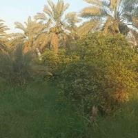 يتوفر قطعه ارض مساحه 240 متر طابو ملك صرف سكني واقع الحال 400 العلم قط...