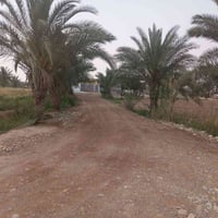 ارض زراعيه • ٤٠٠ دونم • كوت نعمانيه