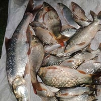 حمري • سمك حمري • صيد حمري • سمك طازج • بيع سمك • توصيل سمك