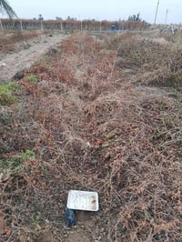 يوجد لدينا دايه عنب جميع انواع العنب وبأسعار مناسبه للاستفسار 07817708...