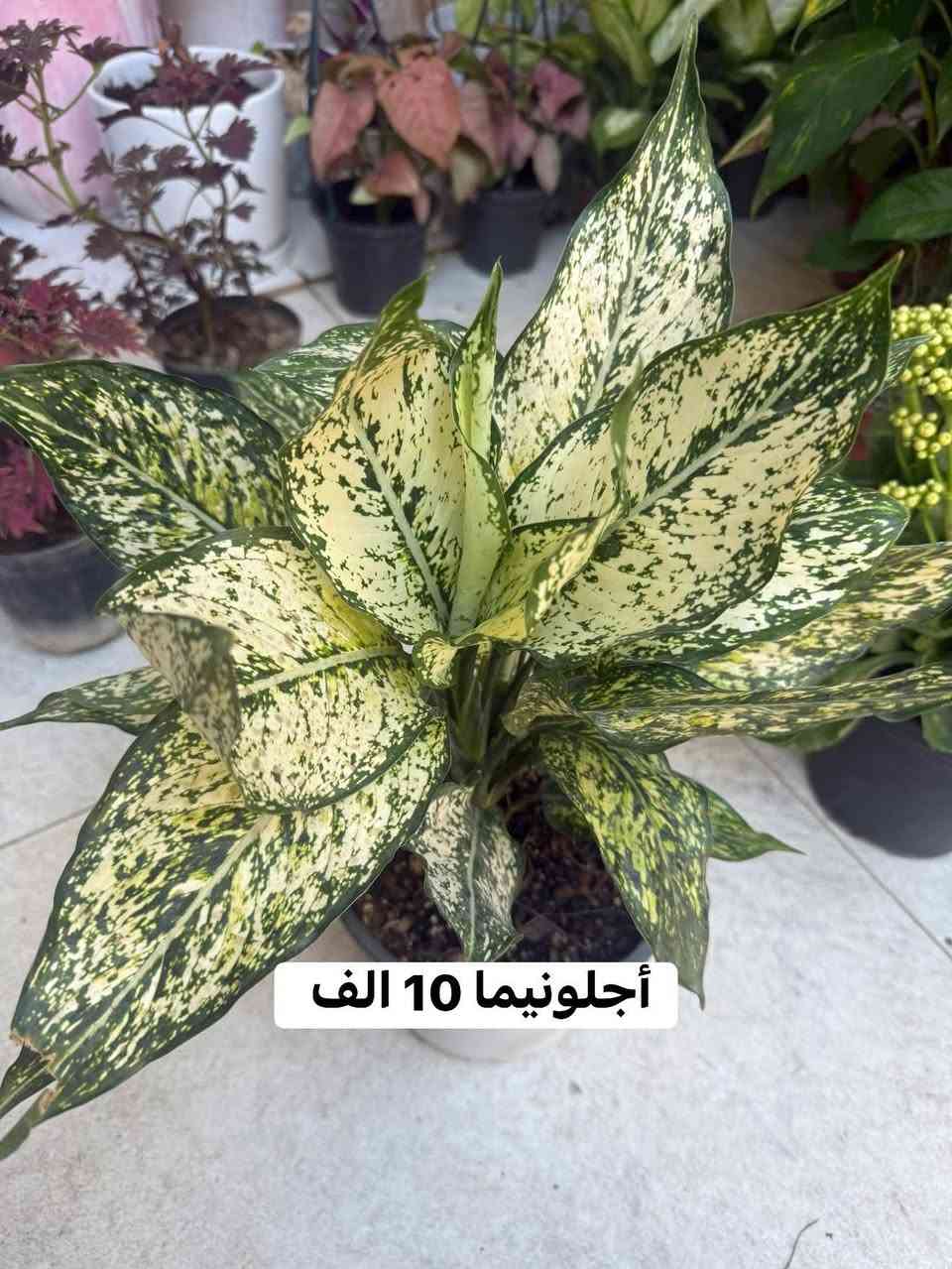 مجموعة من أجمل #النباتات 🩷مع أسعارها
متوفر توصيل لجميع مناطق أربيل 
تابعوا الأستوري تم نشر المزيد من النباتات الجميلة 🪴
#أزهار_ونباتات_أربيل


**إذا كنت صاحب هذا الإعلان وتريد حذفه لأي سبب، رجاءا أرسل رسالة إلى الدعم الفني**