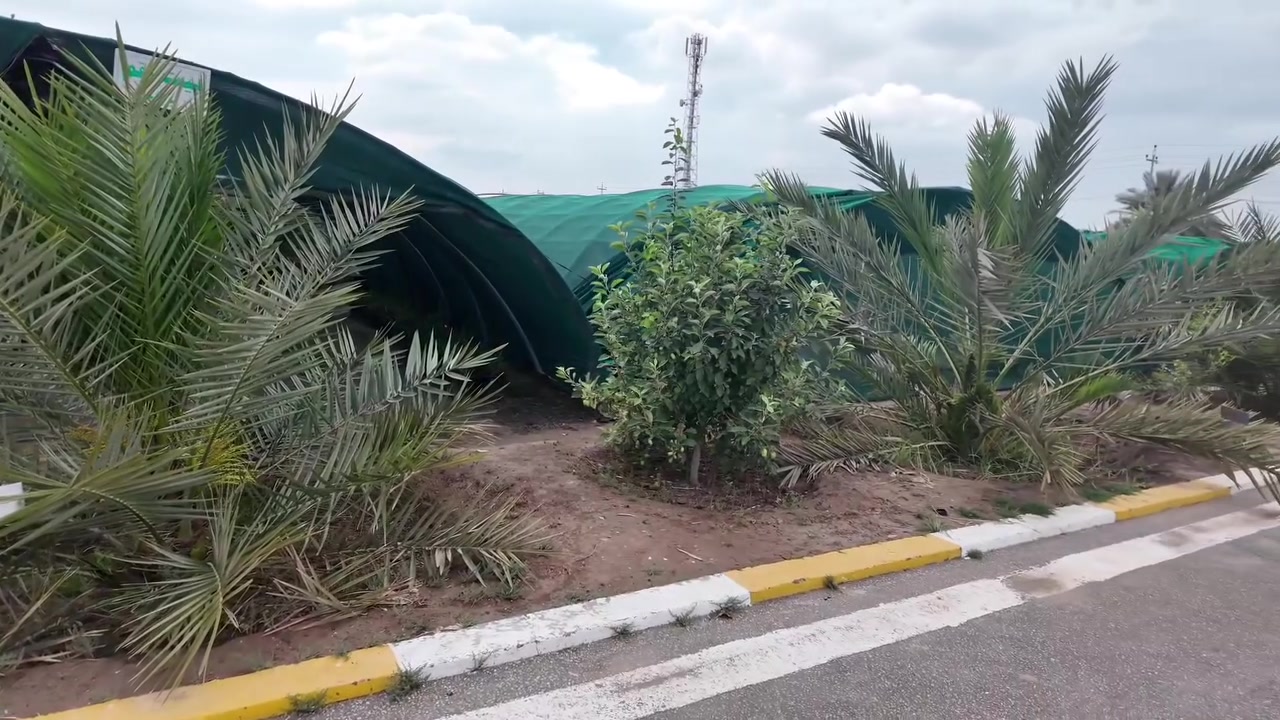 ثاقبة الجريد) علمياً باسم Phonapate frontalis، وهي آفة تصيب جريد النخيل وتضعفه، مما يجعله عرضة للكسر بفعل الرياح. 
.

للاستفسار والتواصل:
- قسم المبيعات النخيل : ***********
- قسم المبيعات النخيل : ***********
- قسم الاسمده والتوصيل: ***********

الموقع: محافظة بابل، مدينة الحلة، طريق منطقة عوفي.

#البشير_مشروع_وطن  
#شركة_البشير_العالمية
