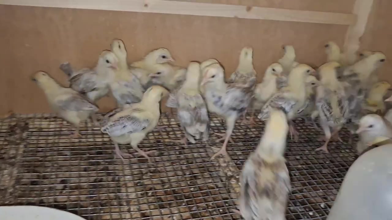 متاح أفراخ دجاج [دندراوي] بصحة ممتازة! 🐣
​العمر: [15 يوم. ]
​الحالة: نشيطة، وملقح ،وجاهزة للتربية.
​الموقع: [البصره القرنه الشرش ]
​الكمية محدودة، سارع بالحجز قبل نفاد الكمية!
للتواصل والاستفسار: [***********] 📞
