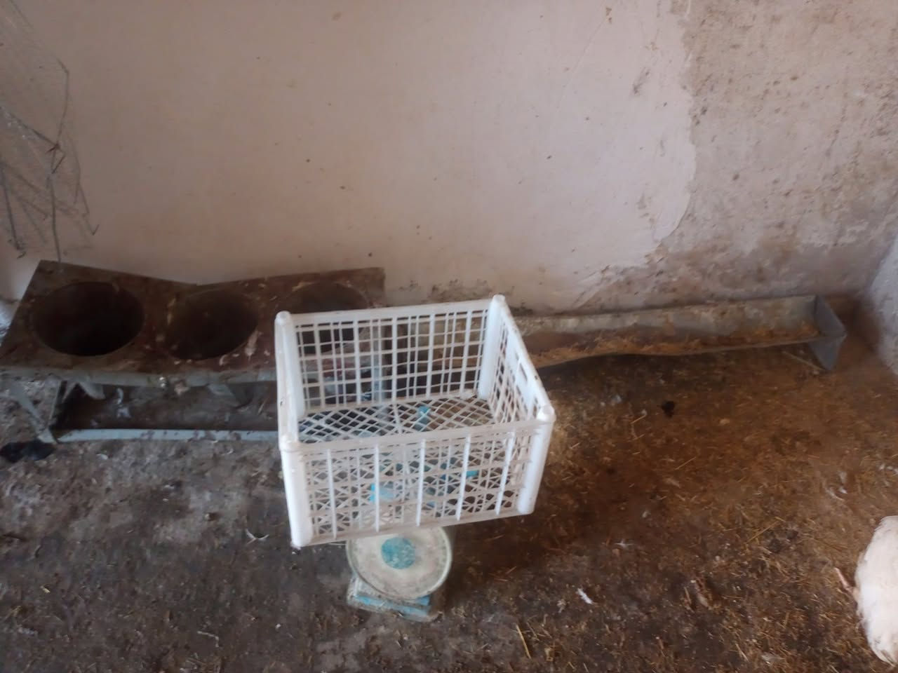 غراض دجاج هلاسه ومعلف ومذبح وميزان عادي وسنك مع قاعده


**إذا كنت صاحب هذا الإعلان وتريد حذفه لأي سبب، رجاءا أرسل رسالة إلى الدعم الفني**